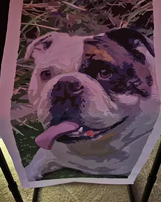 Close up bulldog portrait recreated as a custom paint by numbers canvas