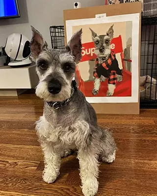 Custom paint by numbers portrait of a Miniature Schnauzer with the finished artwork beside it