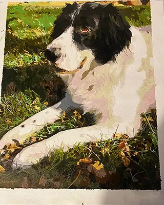 Custom paint by numbers portrait of a black and white dog resting in the grass