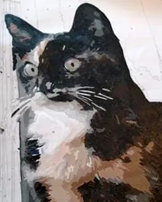 Custom paint by numbers portrait of a black and white tuxedo cat with bright green eyes