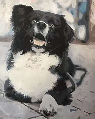 Custom paint by numbers portrait of a fluffy black and white dog with a happy expression