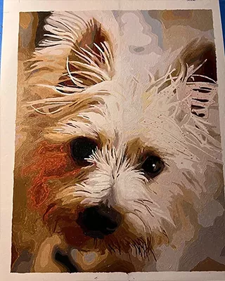 Custom paint by numbers portrait of a fluffy white terrier with bright dark eyes