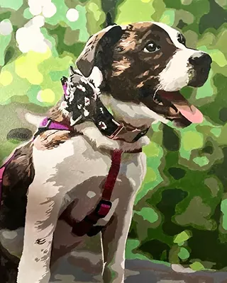 Custom paint by numbers portrait of a happy brown and white dog wearing a purple harness