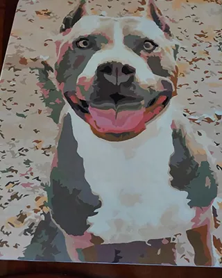 Happy gray and white dog featured in a custom paint by numbers portrait