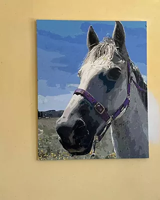 White horse wearing a purple halter in a custom paint by numbers portrait